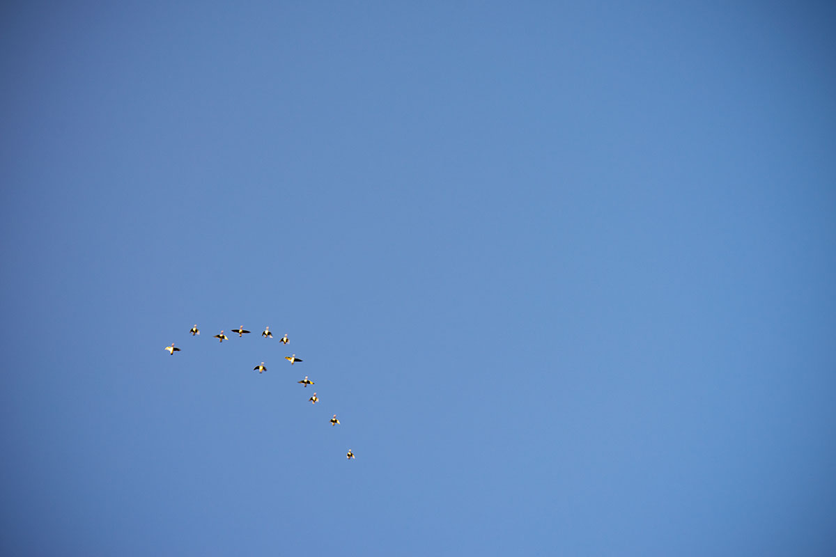 中国山地上空を飛ぶ水鳥