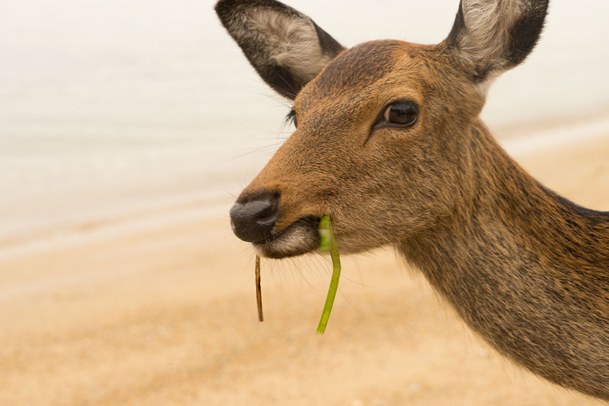 海藻を食べる鹿