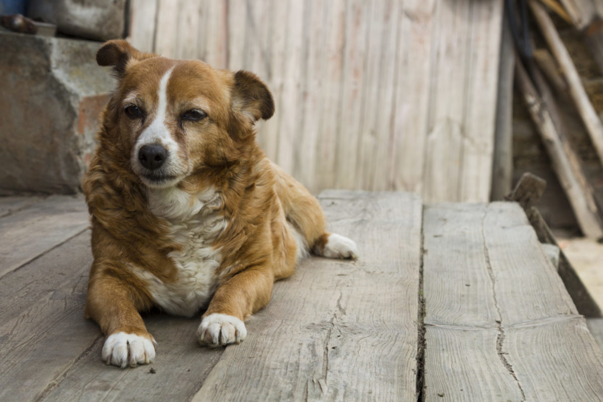 シニア犬の食欲はなぜ落ちる 犬の老化と食について Forema フォレマ