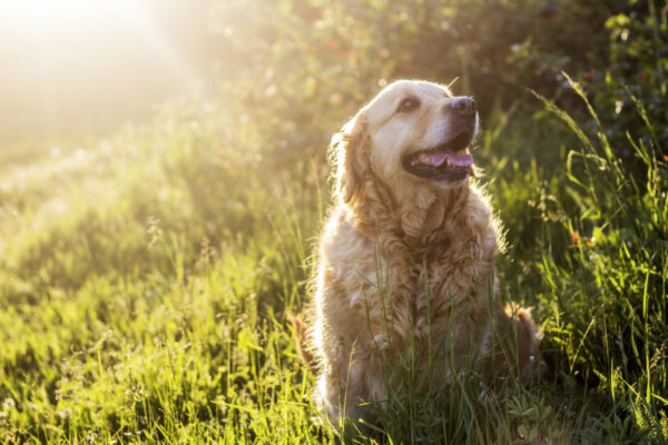 ゴールデンレトリーバーの老犬,犬の素材