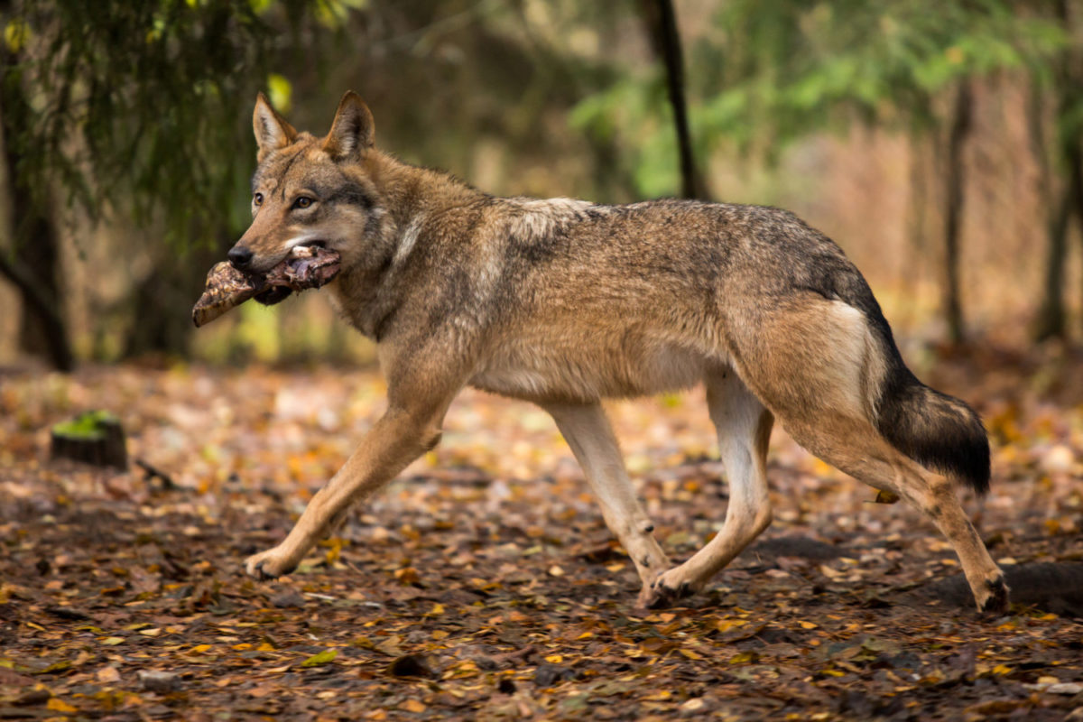 タイリクオオカミは外来種か 狼再導入について Forema フォレマ