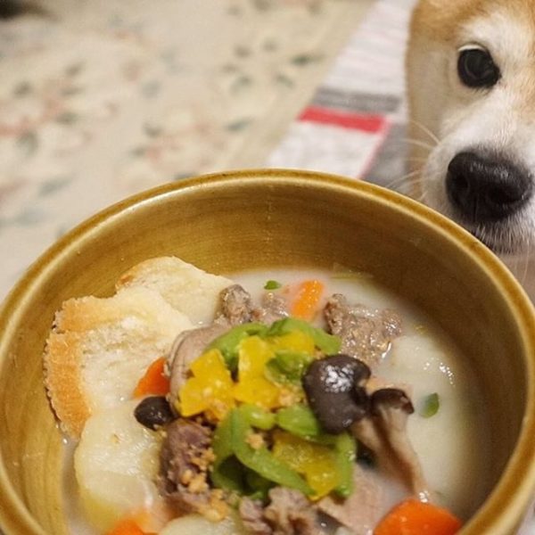 猪肉と蕪 かぶ のクリームシチュー 犬の手作りご飯レシピ