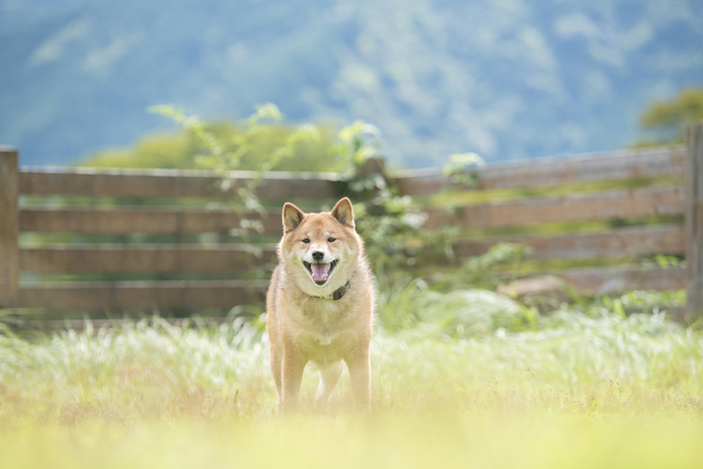 猪肉で愛犬が下痢をするという話は本当か Forema フォレマ