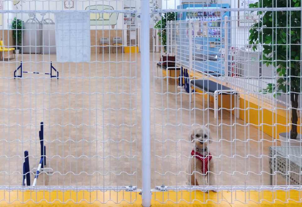 Dog Run 室内ドッグラン イオンペット 千葉ニュータウン店 へ行ってきました Forema フォレマ