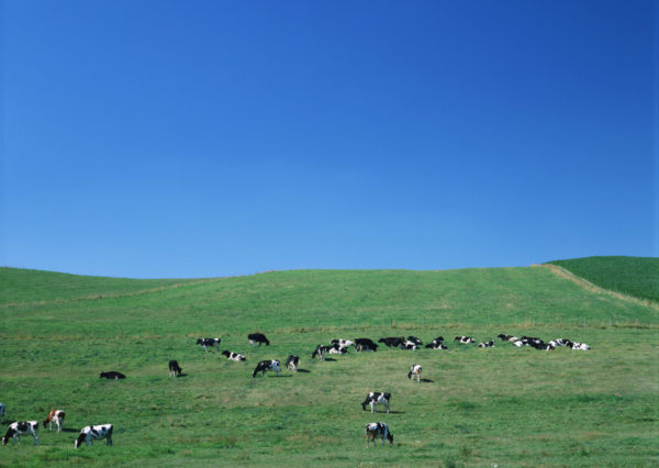 牛のいる牧場の風景