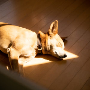 ひだまりで眠る琉球犬 小次郎さん