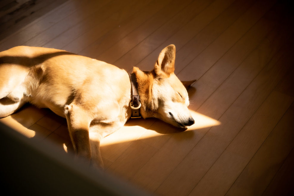 ひだまりで眠る琉球犬 小次郎さん