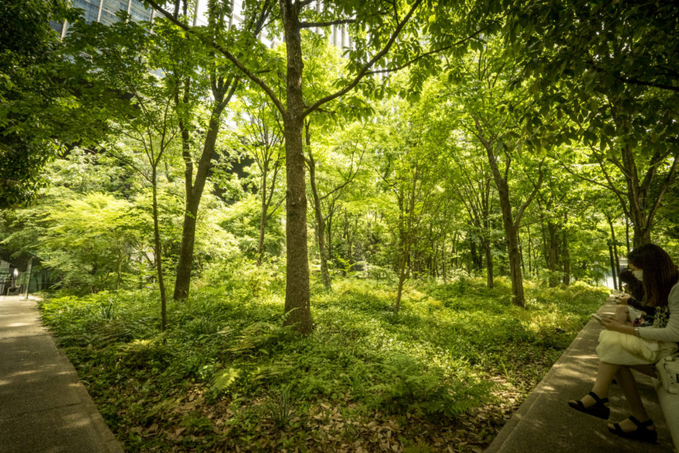 東京の大手町にある人口の生態系「大手町の森」