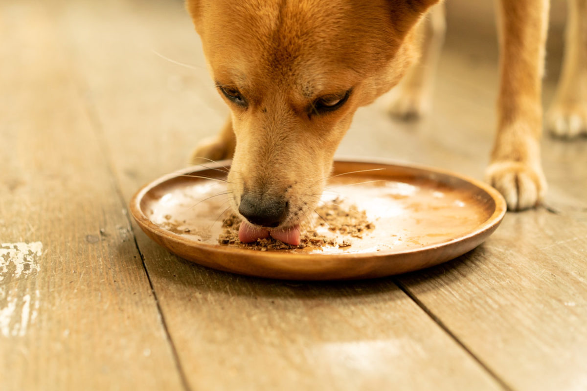 ドライフードから牛肉メイン食に変えるとどうなる? ペット犬の食と腸内細菌
