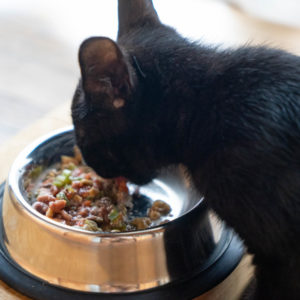 腎臓ケアの観点から見るジビエ肉と猫のご飯 Forema-フォレマ