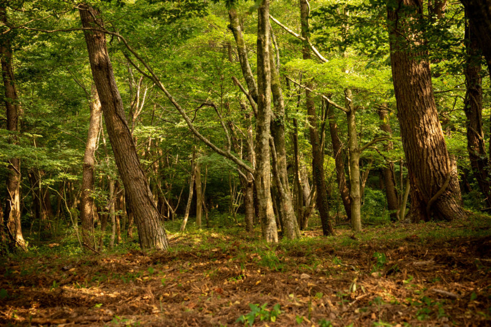 広葉樹林の森 三瓶山麓にて