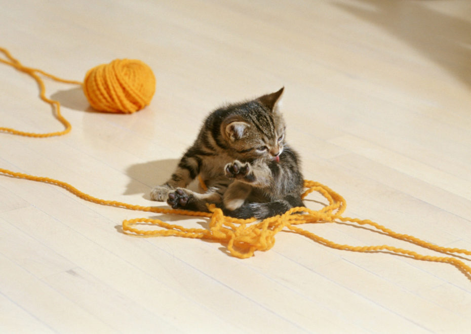 毛糸で遊ぶ猫