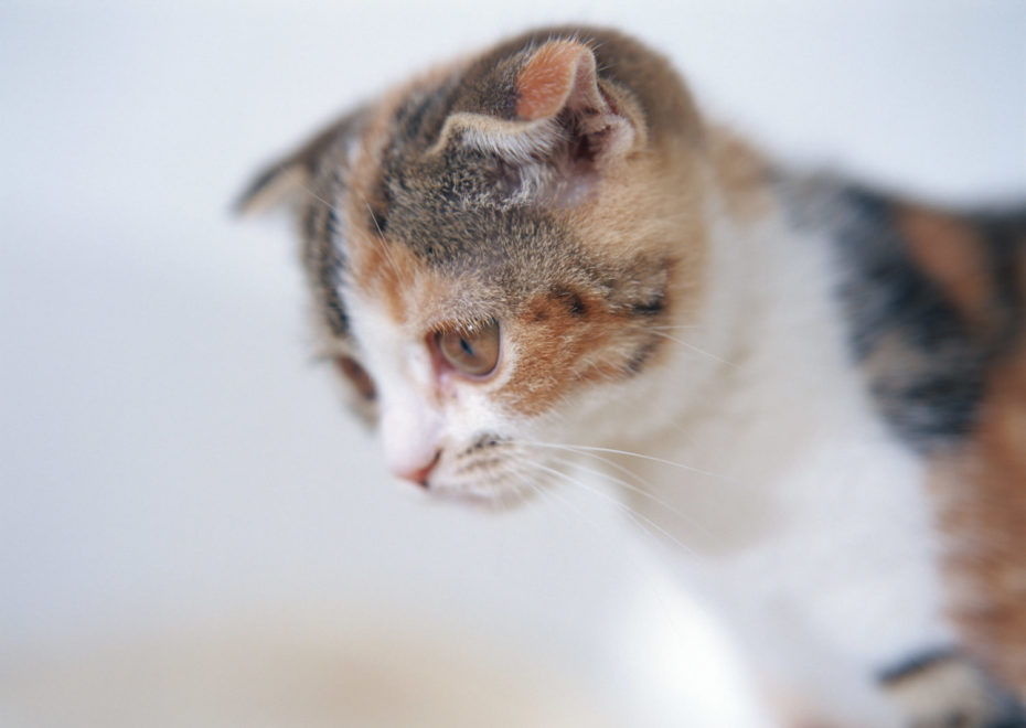 猫の味覚