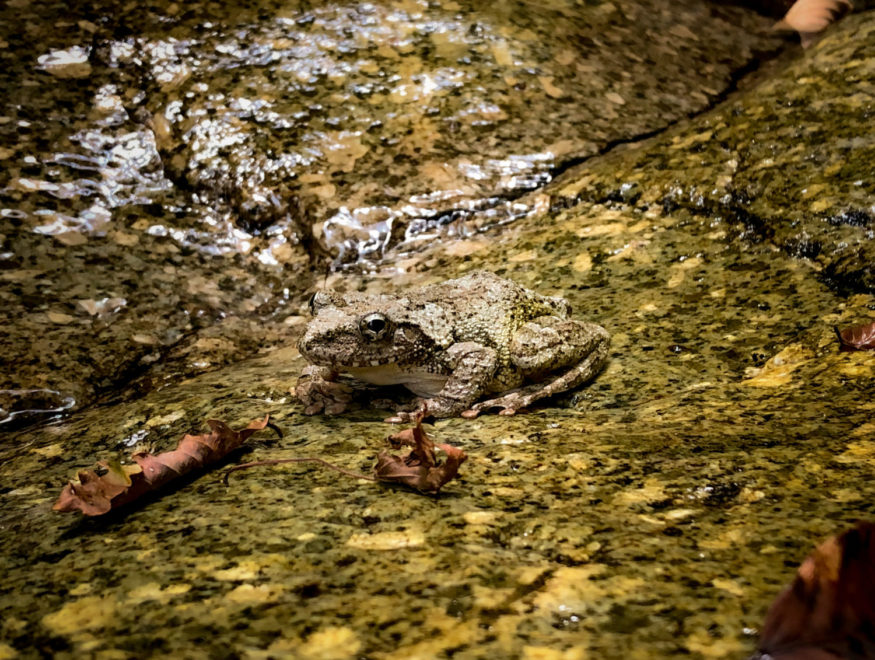 奥三段峡で出会ったカエル
