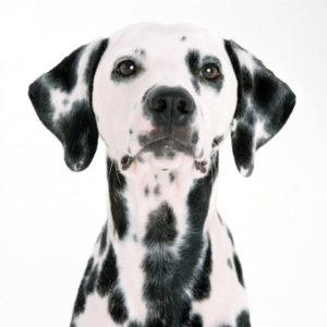 愛犬の歯は大丈夫 噛み合わせが悪い原因とケア Forema フォレマ