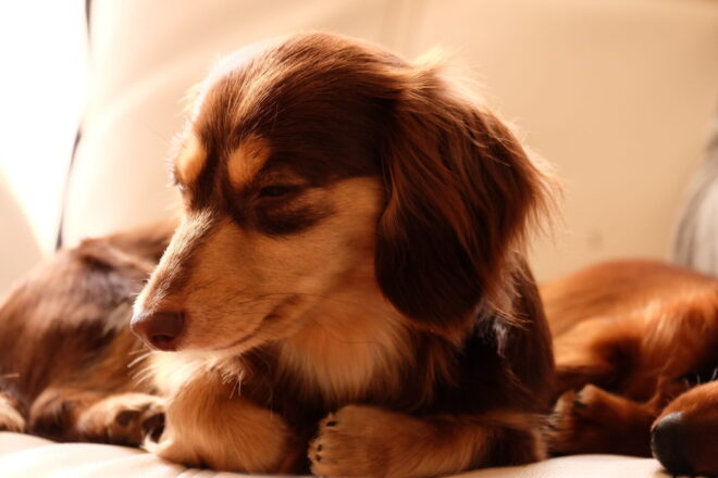 犬の素材,ミニチュアダックス