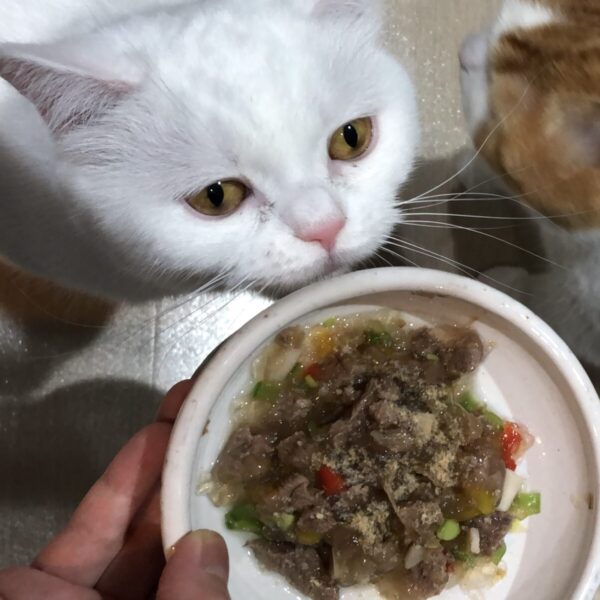 猪肉のジュレ満腹サポート 猫の手作りご飯レシピ