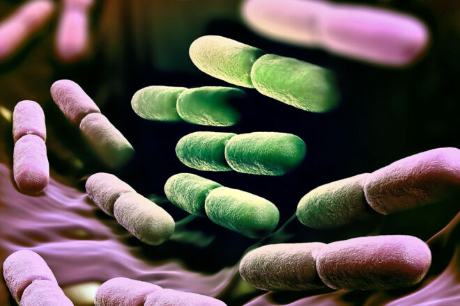 Lactobacillusなどの乳酸菌
