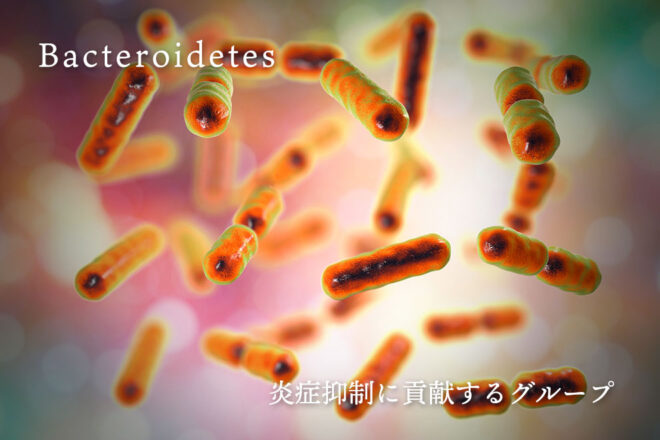 バクテロイデス属の細菌