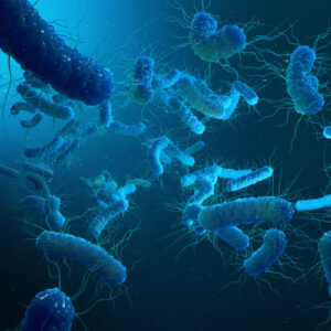 エンテロバクター科の細菌たち