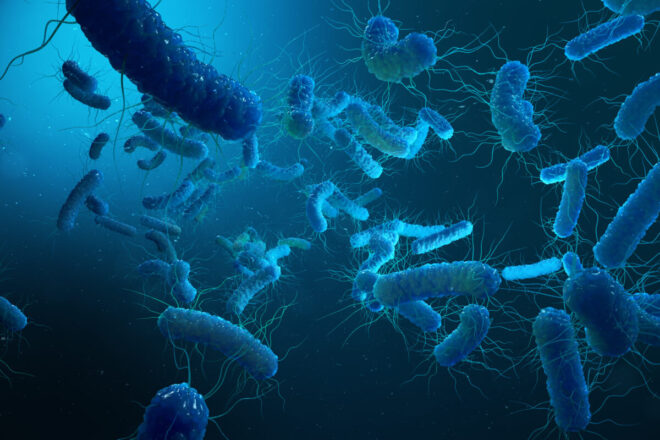 エンテロバクター科の細菌たち